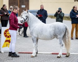 horse Uttums Sir Lando (Welsh mountain pony (SEK.A), 2022, from Silver Lion)