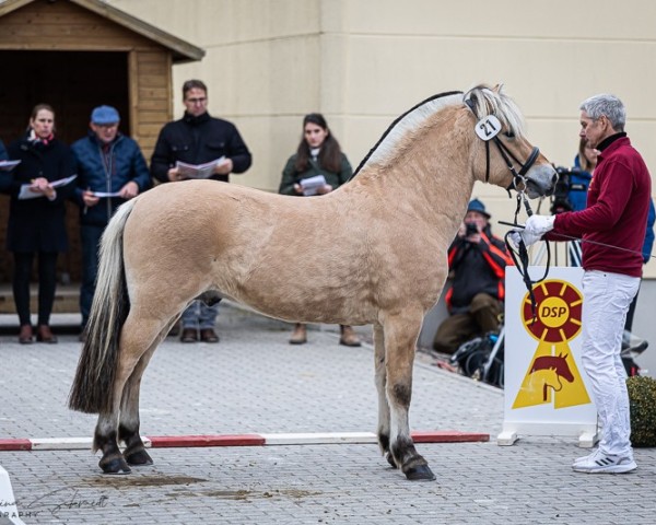 horse Stüv's Johann (Fjord Horse, 2021, from Jonathan)