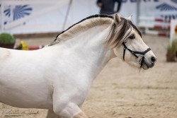 horse Snoopy (Fjord Horse, 2021, from Solar van den Bosdries)