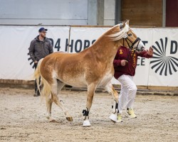 dressage horse Sydney (Edelbluthaflinger, 2021, from Sherlock Holmes C. (2,15% ox))