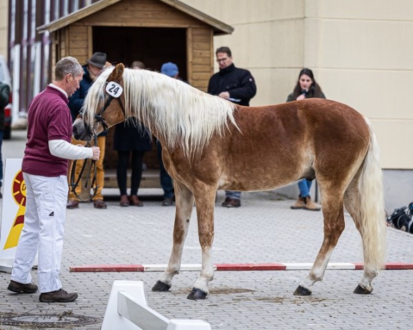 horse Wajan (Haflinger, 2022, from Wendelin)