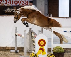 horse Sternenkämpfer M (Haflinger, 2021, from Starkwind)