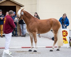 horse Nilo Nebraska E (Haflinger, 2021, from Nebbiolo-W-R)