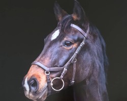 dressage horse Stuart 36 (Hanoverian, 2007, from San Remo)