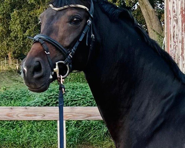 dressage horse Secret's Destiny (Oldenburg, 2018, from Secret)