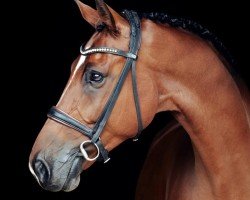 jumper Lyo (Oldenburg show jumper, 2014, from Lyjanero)