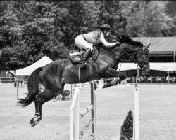 Springpferd Goldmoon (Deutsches Sportpferd, 2017, von Glasgow van het Merelsnest)