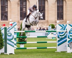 jumper Clinto T Z (Zangersheide riding horse, 2011, from Clintissimo 197 FIN)