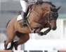 jumper Cathy Rouge PS (Oldenburg show jumper, 2015, from Casallco)