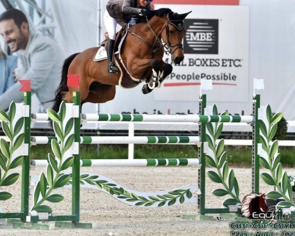 jumper Kheops de Bois-Mesange (Belgian Warmblood, 2010, from Baloubet du Rouet)