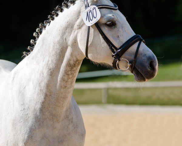 broodmare Cashew (Hanoverian, 2009, from Calido I)