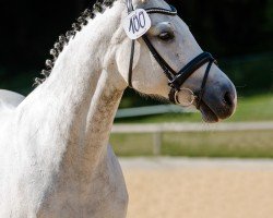 broodmare Cashew (Hanoverian, 2009, from Calido I)