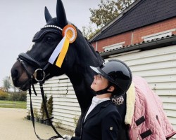 broodmare Captain Levi Ackermann (Czech Warmblood, 2013, from Dylano R)