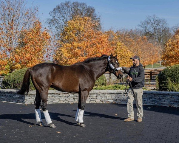 stallion Ghostzapper xx (Thoroughbred, 2000, from Awesome Again xx)