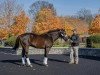 stallion Ghostzapper xx (Thoroughbred, 2000, from Awesome Again xx)