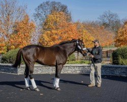 stallion Ghostzapper xx (Thoroughbred, 2000, from Awesome Again xx)