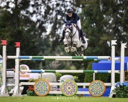 jumper True Blue (Irish Sport Horse, 2014)