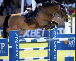 Springpferd Galvano van de Vlasput (Belgisches Warmblut, 2006, von Calvaro Z)