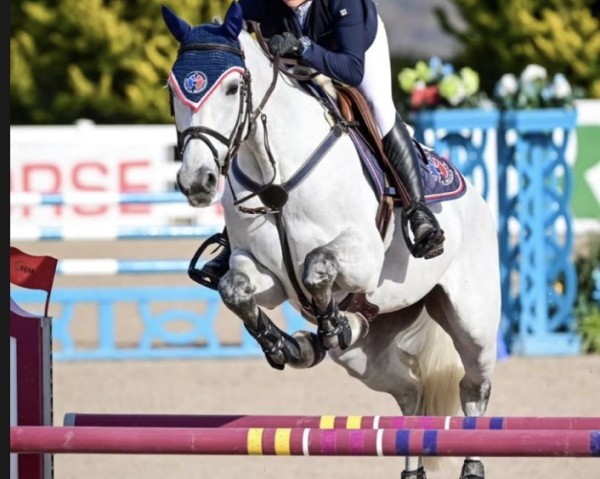 jumper Carquilara PS (Oldenburg show jumper, 2016, from Caligula)