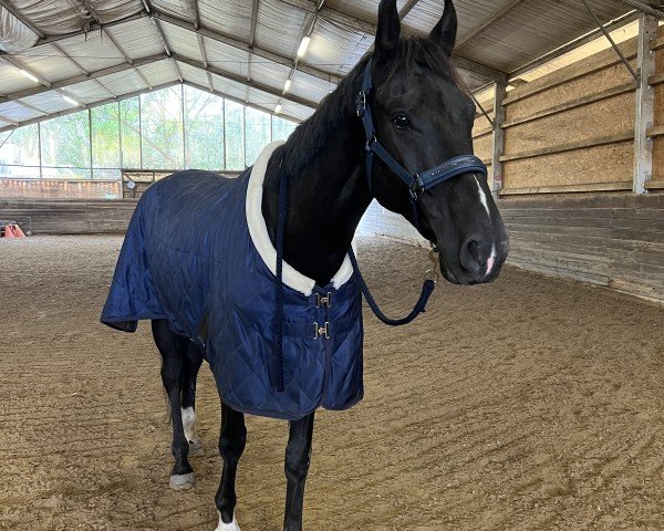 dressage horse Bukephalos (Hanoverian, 2019, from Le Vivaldi)