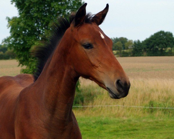 foal by Stute von Keaton / Landos (Holsteiner, 2024, from Keaton HV)