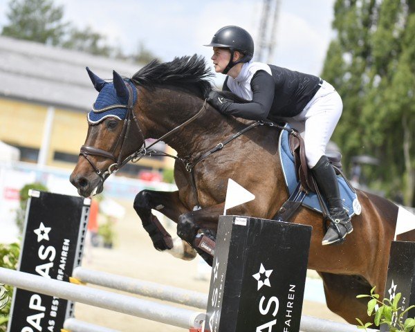 jumper Carry Anne (German Warmblood, 2012, from Catoki)