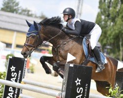 jumper Carry Anne (German Warmblood, 2012, from Catoki)