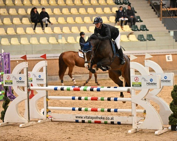 jumper Valentina 161 (Holsteiner, 2017, from Casall Ask)