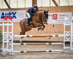 jumper Kontendro Paloma (KWPN (Royal Dutch Sporthorse), 2015, from Contendro II)