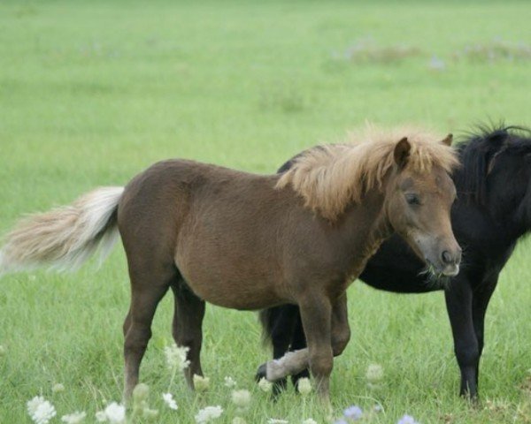 horse Pino (Shetland Pony, 2023, from Prins van de Bekkenkamp)