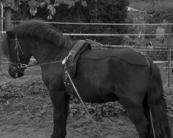 horse Krümel (Shetland Pony, 2021, from Kapsones van Stal het Noordereind)