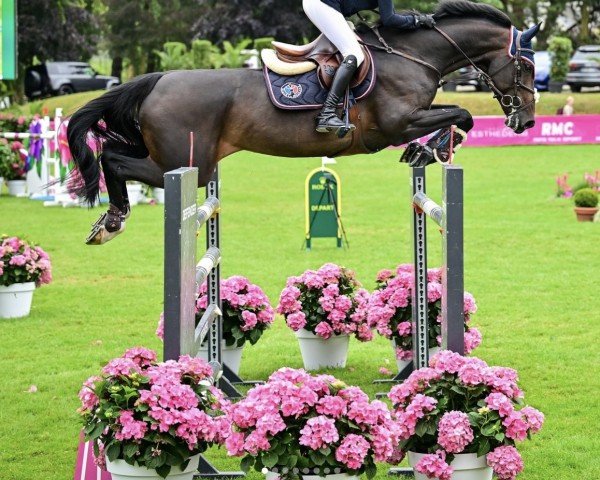 jumper Camargue de Hus Z (Zangersheide riding horse, 2012, from Caligula de Hus)