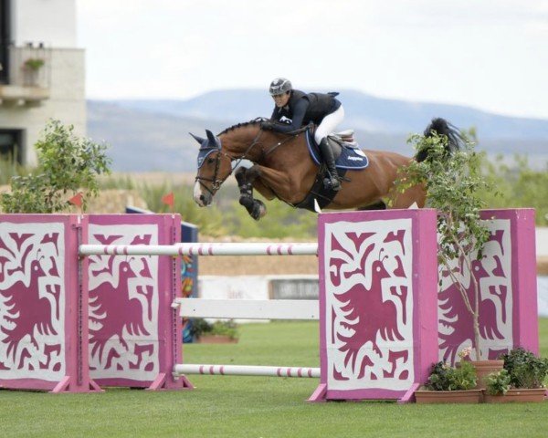 jumper Jacomar (Belgian Warmblood, 2009, from Echo van het Neerenbosch)