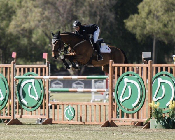 jumper Vudu de La Nutria (Selle Français, 2009, from Dollar de la Pierre)