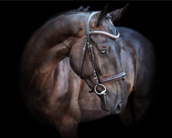 jumper Domino 1000 (Oldenburg show jumper, 2019, from Dominator 2000 Z)