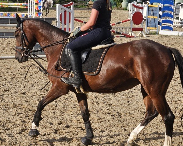 Springpferd Granticia T (Deutsches Sportpferd, 2018, von Ggn Grand Pilot)