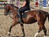 jumper Granticia T (German Sport Horse, 2018, from Ggn Grand Pilot)