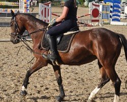 jumper Granticia T (German Sport Horse, 2018, from Ggn Grand Pilot)