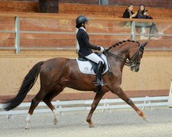 dressage horse Jimmy 448 (Oldenburg, 2013, from Glock's Johnson Tn)