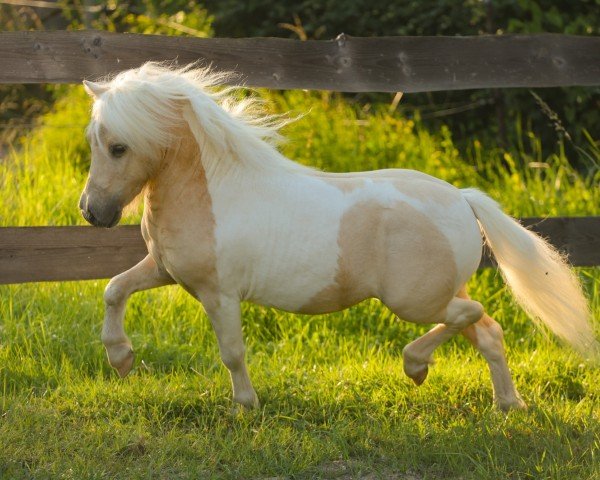 horse Elijah von den Alleegärten (Shetland pony (under 87 cm), 2021, from Elmhorst Elliot)