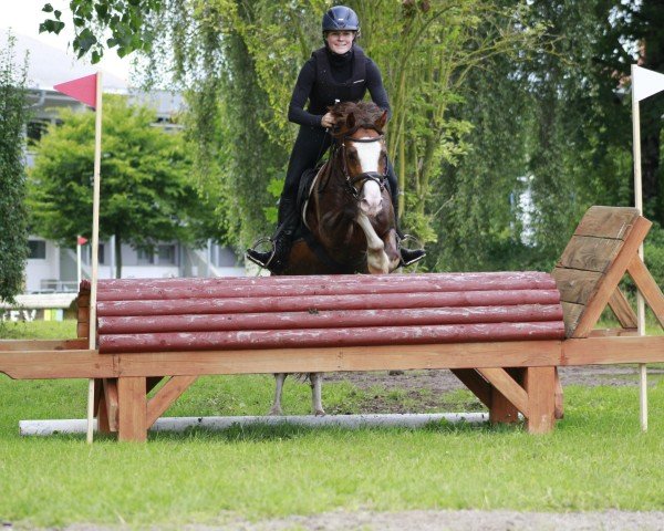 stallion Windhoeks George (Welsh-Cob (Sek. C), 2018, from Fronarth Nadal)