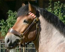 stallion Nickel (Rheinisch-Westfälisches Draughthorse, 2013, from Newton)