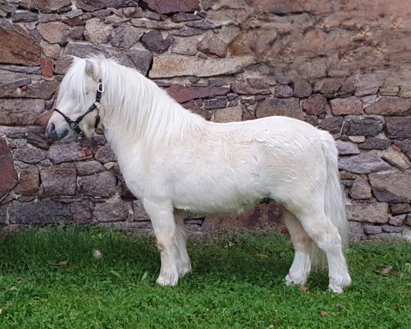 horse Eliah von den Alleegärten (Shetland pony (under 87 cm), 2022, from Elmhorst Elliot)