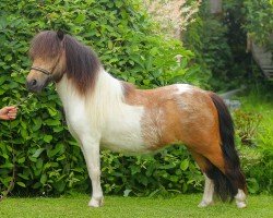 Pferd Alané von den Alleegärten (Shetland Pony (unter 87 cm), 2022, von Elmhorst Elliot)