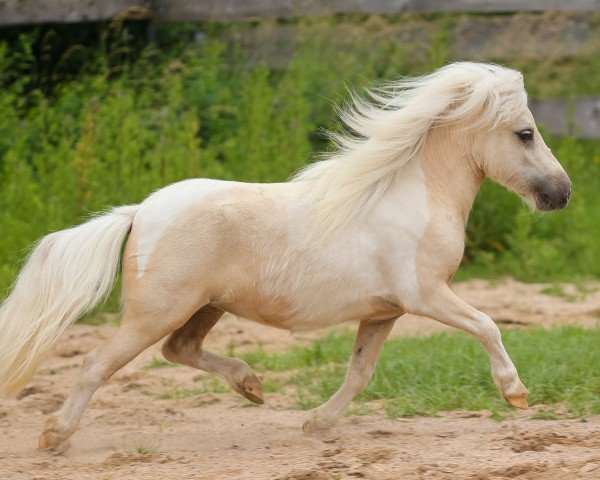 horse Dayari von den Alleegärten (Shetland pony (under 87 cm), 2022, from Elmhorst Elliot)