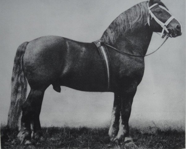 stallion Aldrup Munkedal 839 (Jütländer, 1893, from Munkedal II 585)