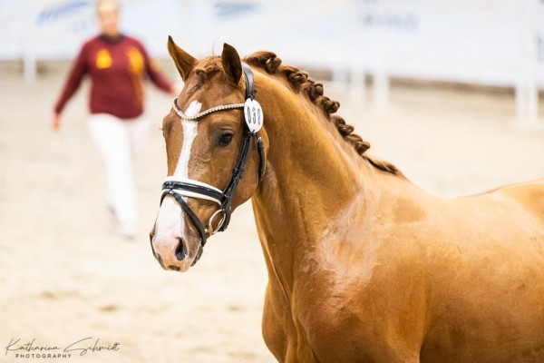 dressage horse Caballero MM (German Riding Pony, 2022, from DSP Cosmo Royale)