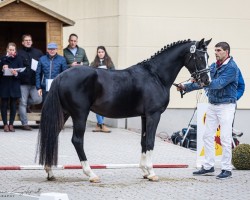 Dressurpferd Blackman (Deutsches Reitpony, 2021, von Baccarat)