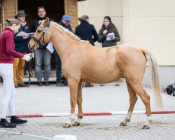 dressage horse Hengst von Coer Noble / FS Golden Highlight (Kleines Deutsches Pony, 2021, from Coer Noble)