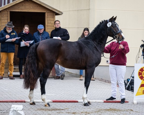 Dressurpferd Bonito D (Deutsches Reitpony, 2022, von Baccarat)